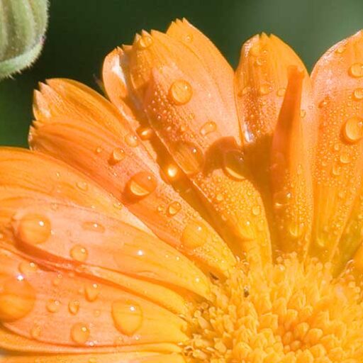 cropped-calendula-officinalis-l-gross.jpg