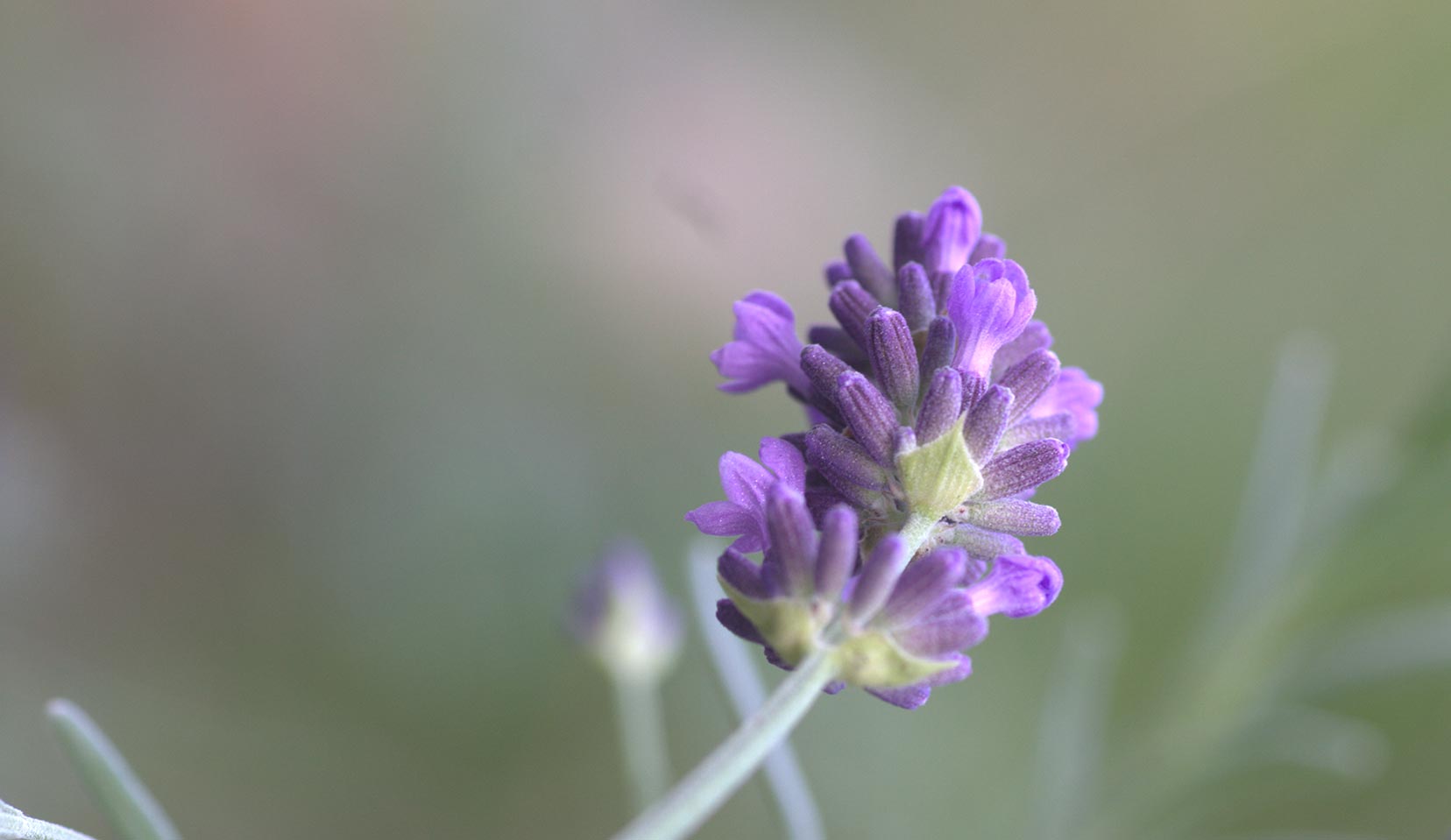 Featured image 3