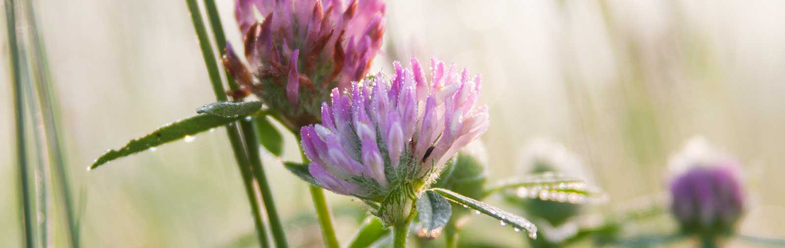 trifolium-pratense-l-gross