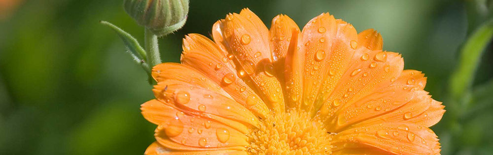 savannah, ga -Dr.-Hauschka-esthetician